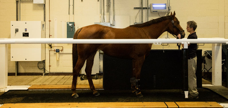 Accelerating Medical Progress on Equine Lameness FINAL